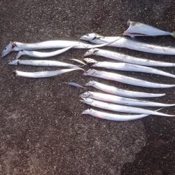 タチウオ釣果