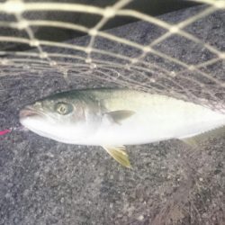 荒れ気味でもハマチゲット!