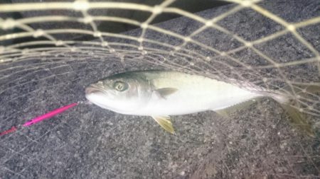 荒れ気味でもハマチゲット!