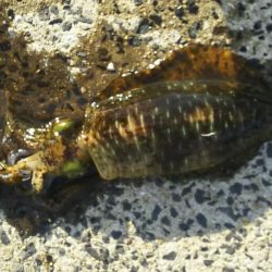 アオリイカエギング