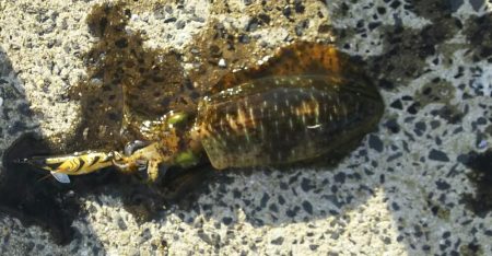 アオリイカエギング