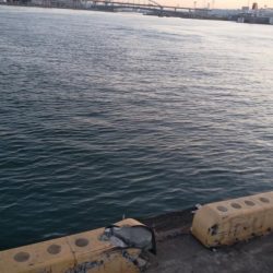 大きいサイズが少ない