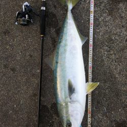 ホクシン前にてメジロ