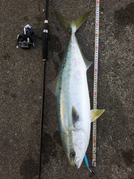 ホクシン前にてメジロ