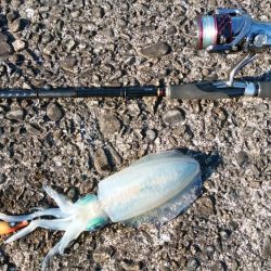 深夜から夕方まで休憩とりながら各所ランガンスタイルで