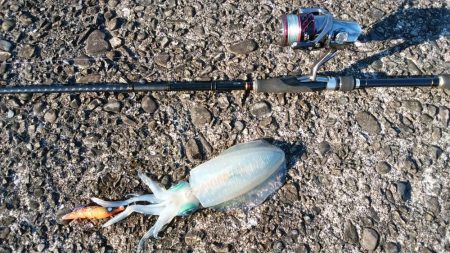 深夜から夕方まで休憩とりながら各所ランガンスタイルで