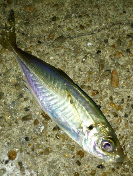 まだまだなんとかアジング