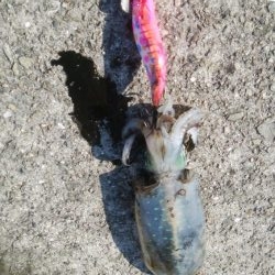 連日釣行最終日