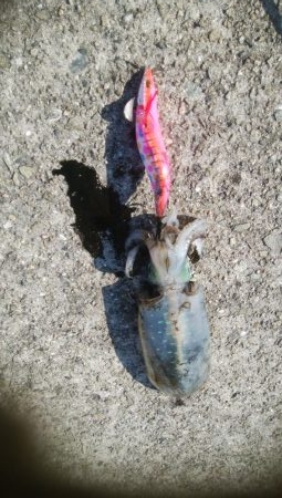 連日釣行最終日