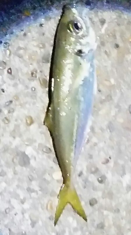 激渋アジング調査