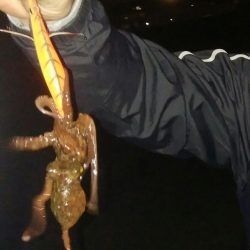 ナイトエギング