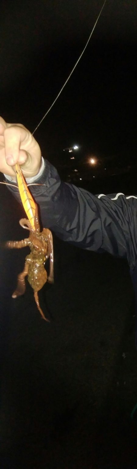 ナイトエギング