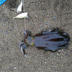 先週のリベンジ