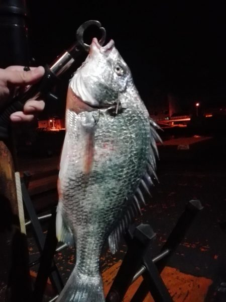 いつものポイントで、初チヌ！