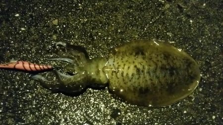 雨の中　粘ってキャッチ