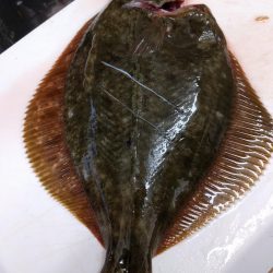 はじめてのカレイ