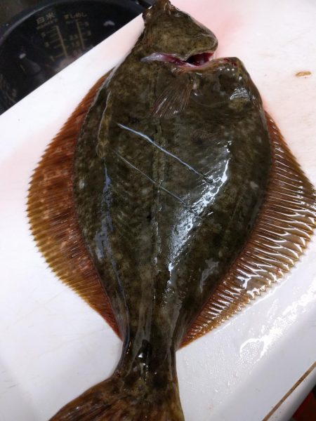 はじめてのカレイ