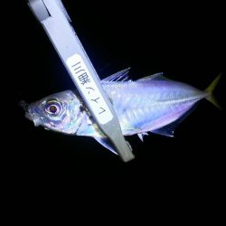 愉しいアジング！！