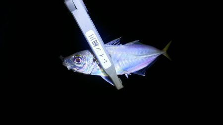 愉しいアジング！！