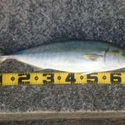 ついにメジロ‼