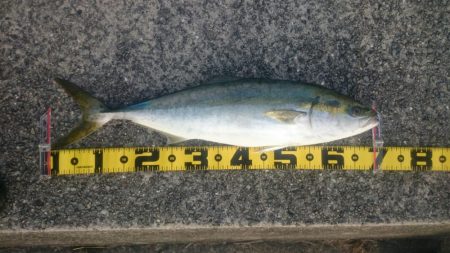 ついにメジロ‼