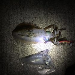 初心者でも釣れました