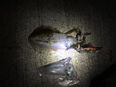 初心者でも釣れました