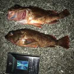 夕まずめガシラ