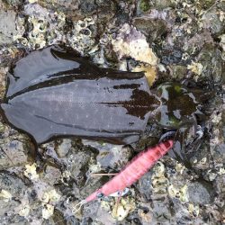 良型には逢えず！