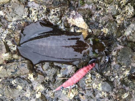 良型には逢えず！