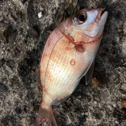 kissできませんでした、、、