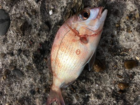 kissできませんでした、、、