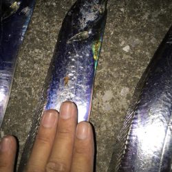 夕まずめのタチウオ