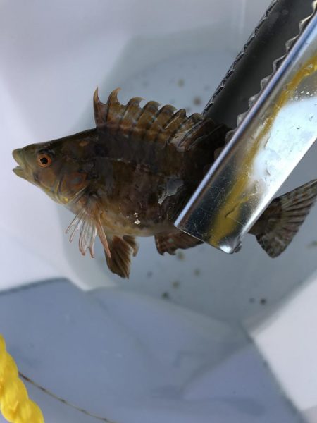 まさかのマダコ！？