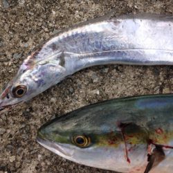 ハマワンタチワン