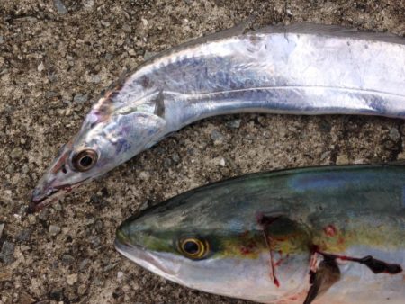 ハマワンタチワン