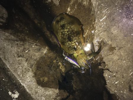 大きくなってきてます