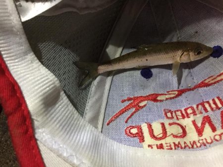 多摩川で魚釣り