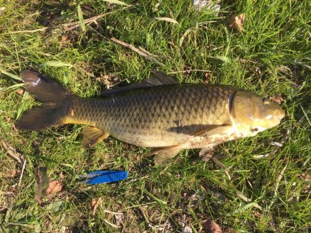 多摩川で魚釣り3日目