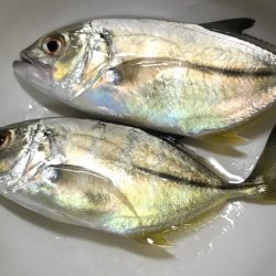 メッキアジ