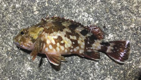 夕やけ眺め、２時間の釣り