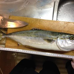 1回ぼうず挟んでハマチゲット