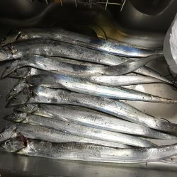 まだまだタチウオ！