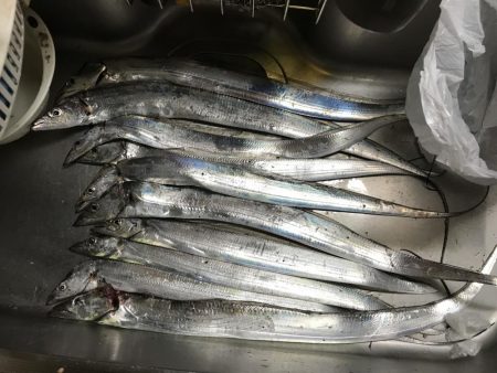 まだまだタチウオ！