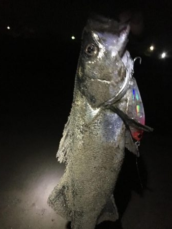 タチウオ狙いのはずが