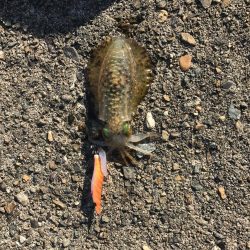 久しぶりのエギング