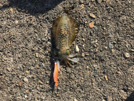 久しぶりのエギング