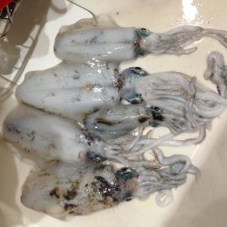イカ釣ったぞ〜