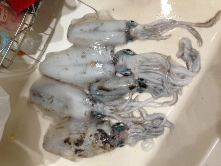 イカ釣ったぞ〜