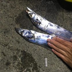 まだまだ敦賀の太刀魚健在でした